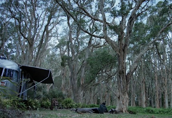 There is something truly beautiful about a Melaleuca forest. 