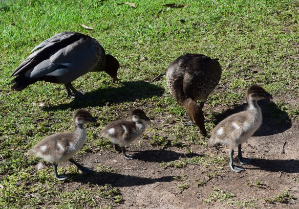 Yes the baby birds are adorable, but don't get too close so you don't upset the parents.