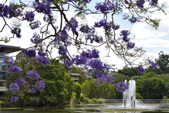 UQ Lakes