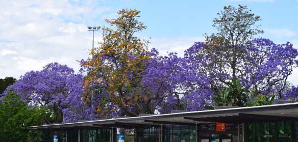 Orange and Purple are my jam Editors note: please do not try to make jam out of these flowers