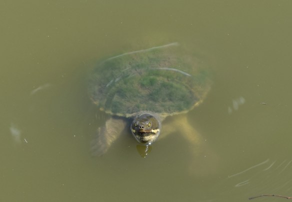 No Michelangelo, I will not go on a quest with you, I don't care how gnarly it would be