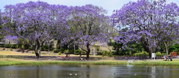 UQ Jacarandas 