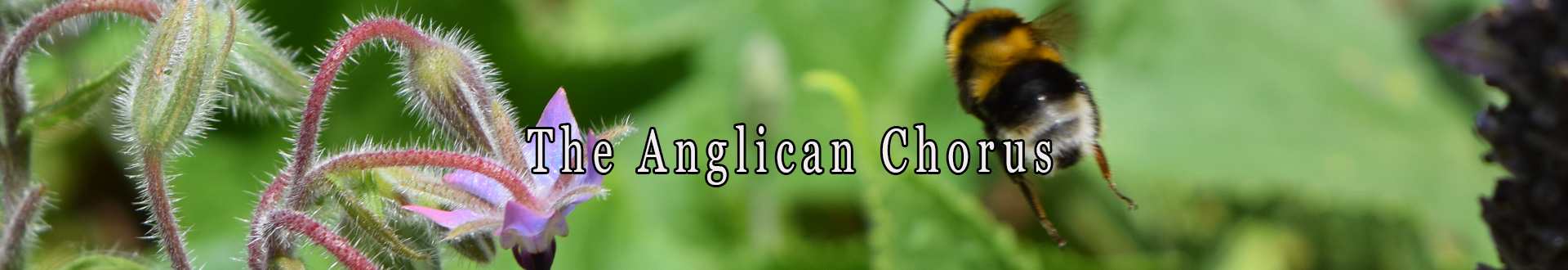 The Anglican Chorus