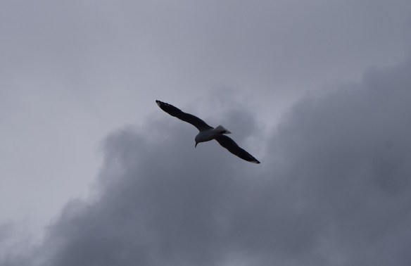 I see you gull encircling around, encircling around