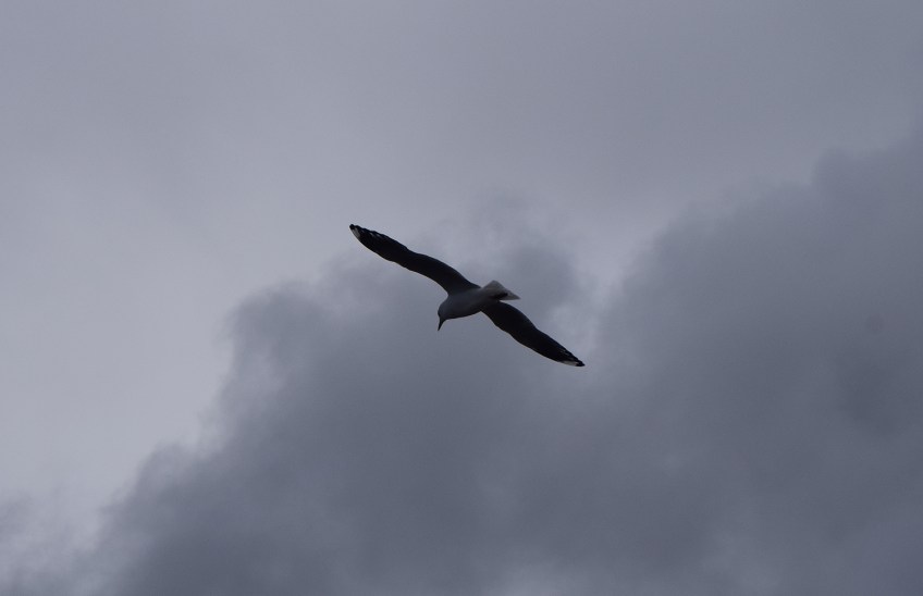 I see you gull encircling around, encircling around