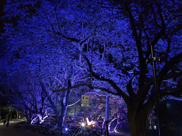 The trees up close and purple. Image Credit: Brian MacNamara.