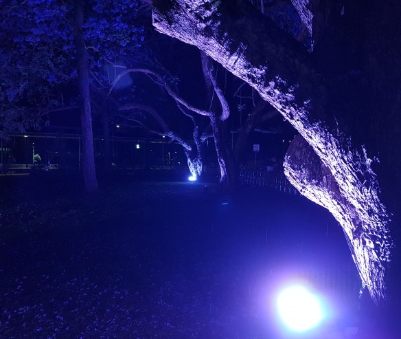 See every crack in the bark, the flowers on the ground. Image Credit: Brian MacNamara.