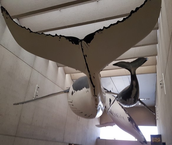 Whales at the Queensland Museum. Image Credit: Brian MacNamara