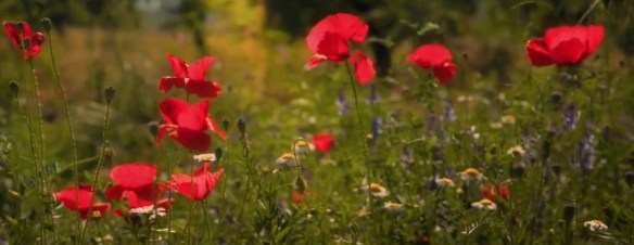 Doctor Who: Demons Of The Punjab. Image Credit: BBC