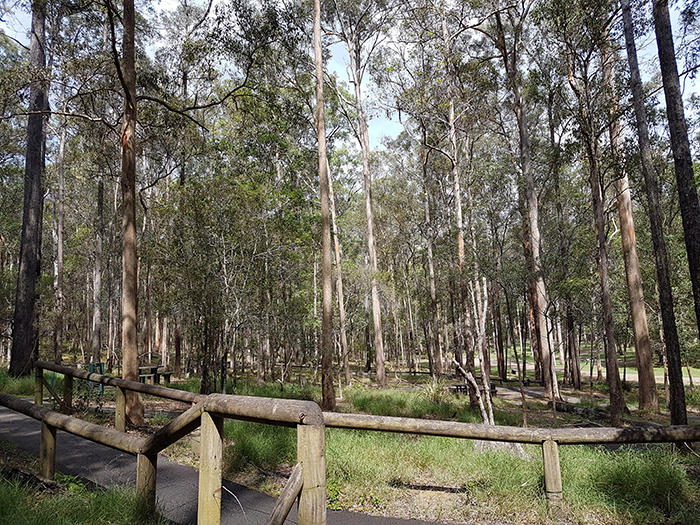 Daisy Hill Conservation Park & Koala Centre. Image Credit: Brian MacNamara