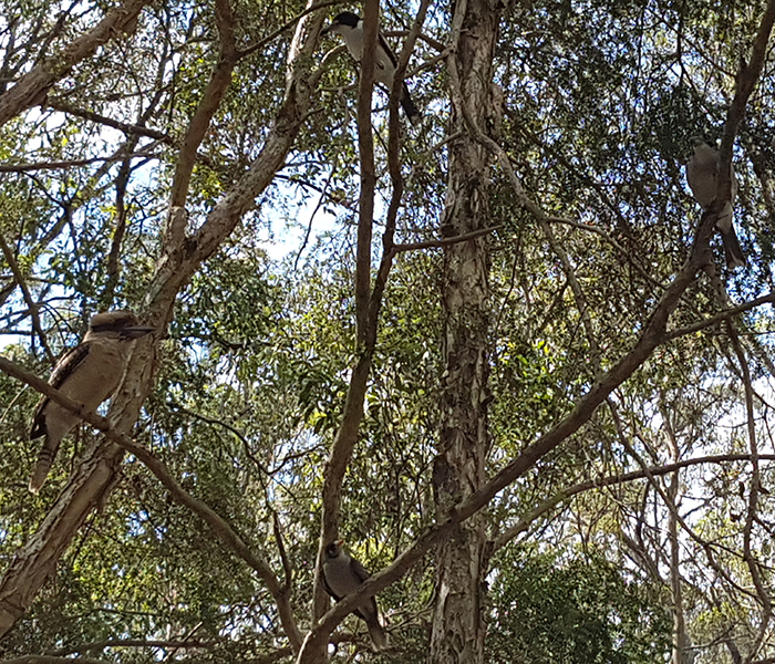 Daisy Hill Conservation Park & Koala Centre. Image Credit: Brian MacNamara