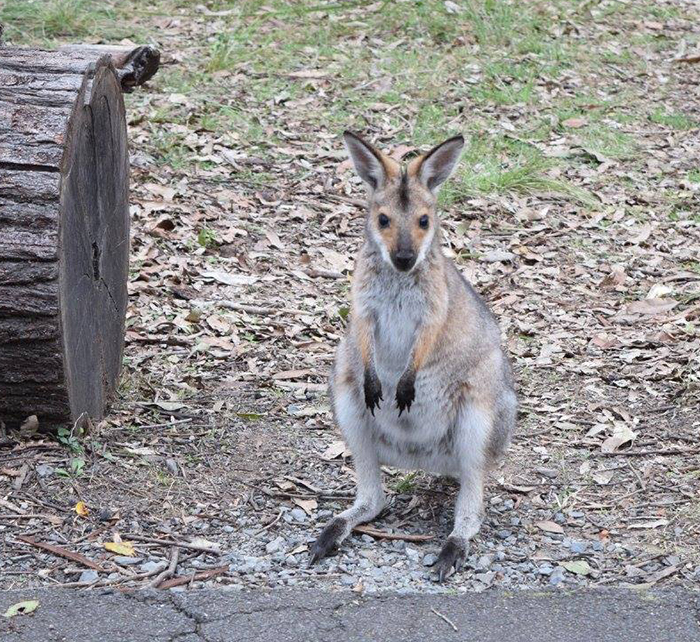 Daisy Hill Conservation Park & Koala Centre. Image Credit: Brian MacNama.ra