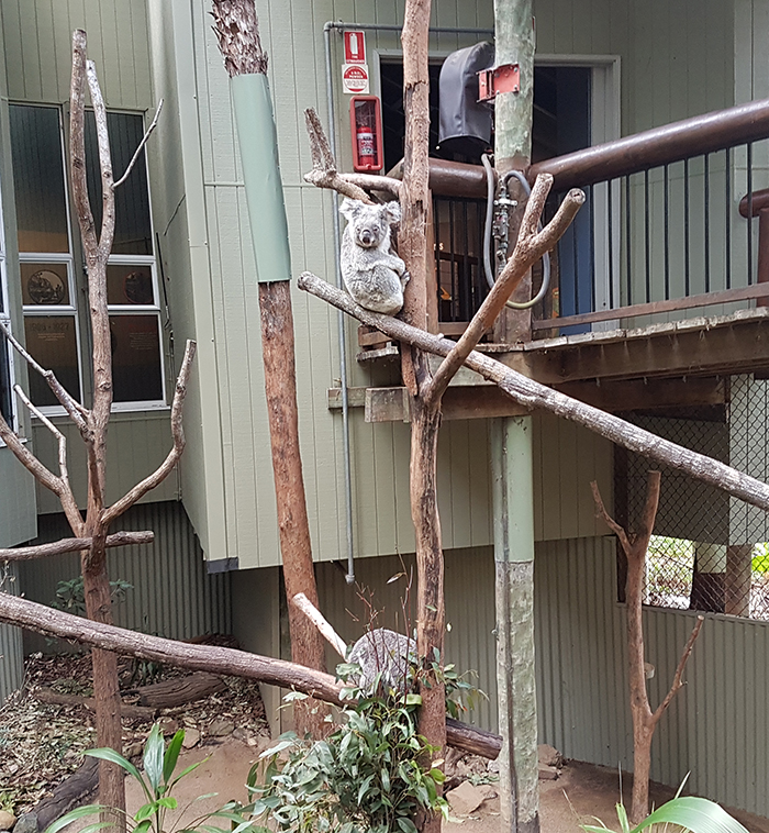 Daisy Hill Conservation Park & Koala Centre. Image Credit: Brian MacNamara.