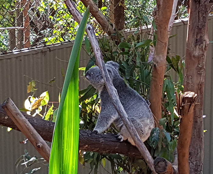 Daisy Hill Conservation Park & Koala Centre. Image Credit: Brian MacNamara.