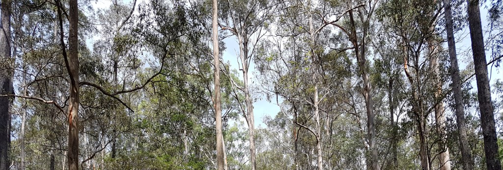 Daisy Hill Conservation Park & Koala Centre. Image Credit: Brian MacNamara