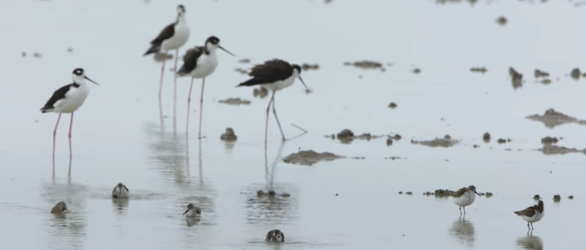Birders. Image Credit: Netflix.