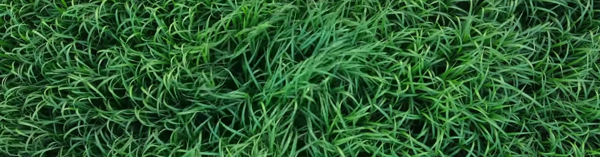 In the Tall Grass. Image Credit: Netflix.