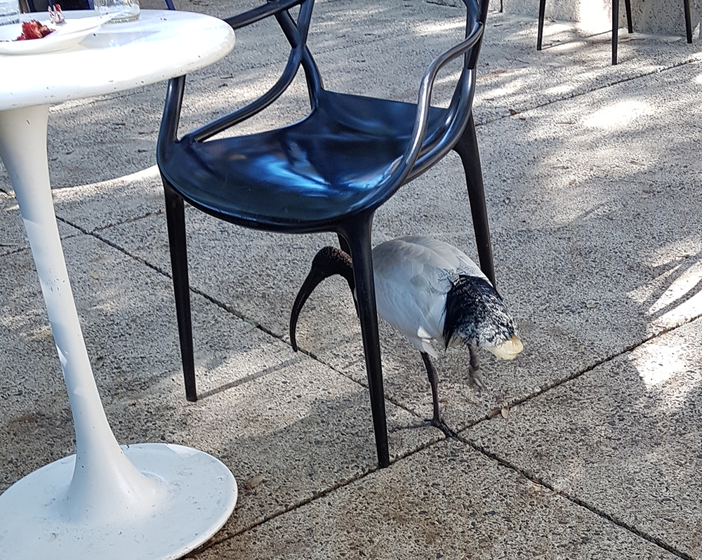 A Bin Chicken. Image Credit: Brian MacNamara.