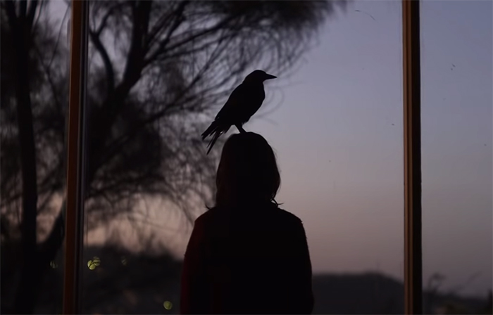 Penguin Bloom. Image Credit: Roadshow Films.