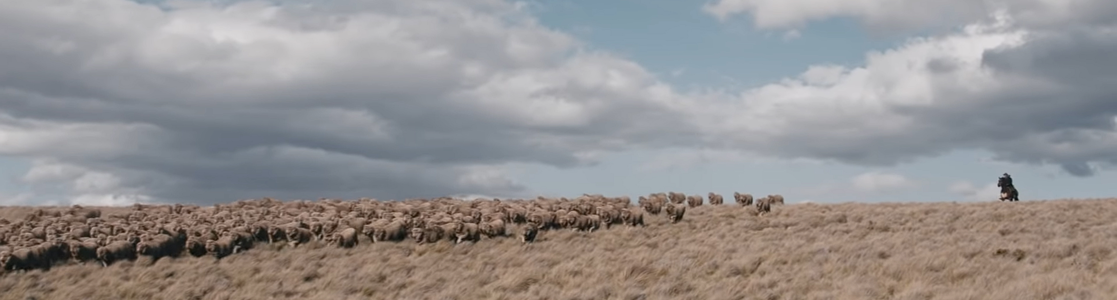 Sheep being headed across the plains