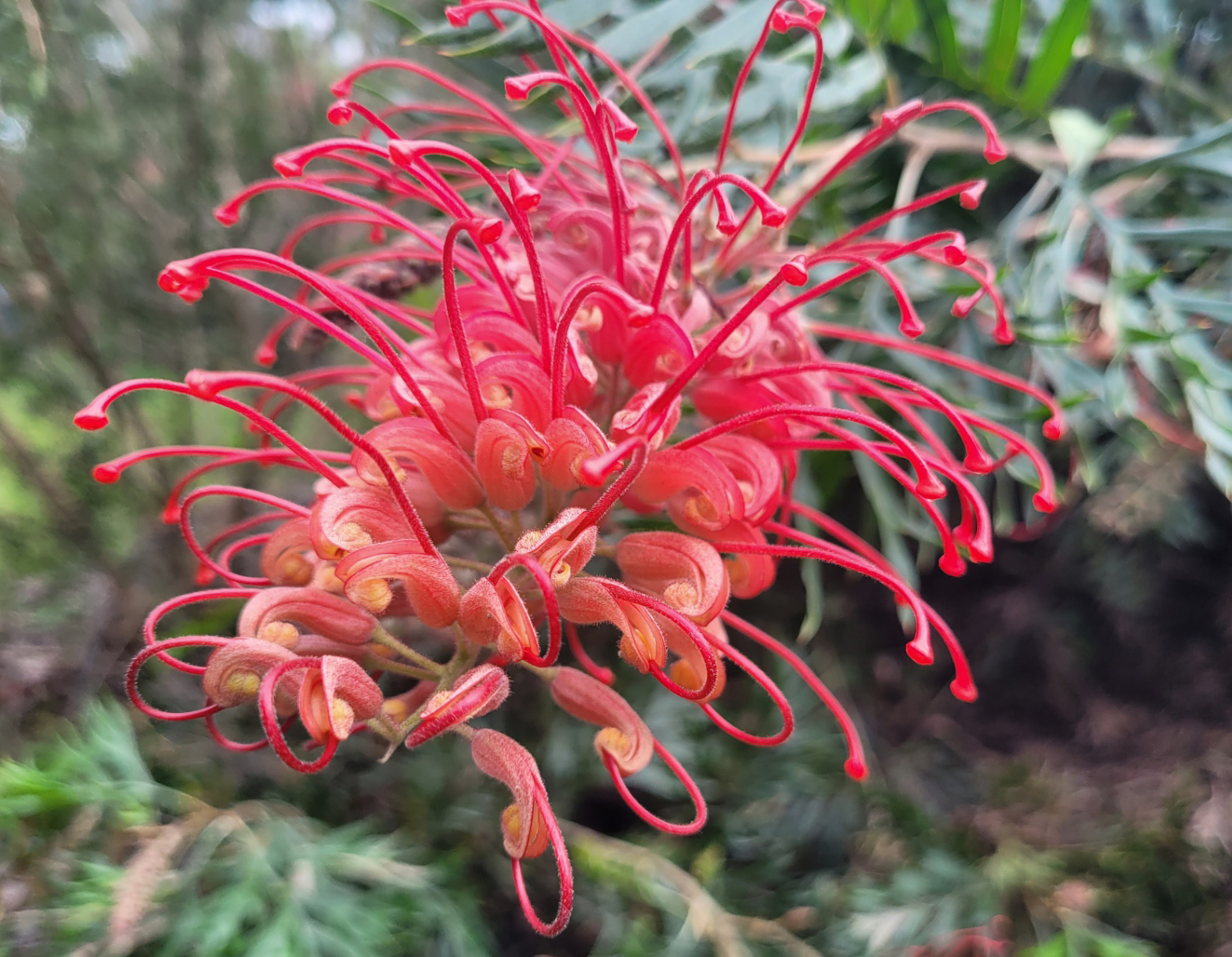 Grevillea (Grevillea aurea x bipinnatifida ‘Molly’).