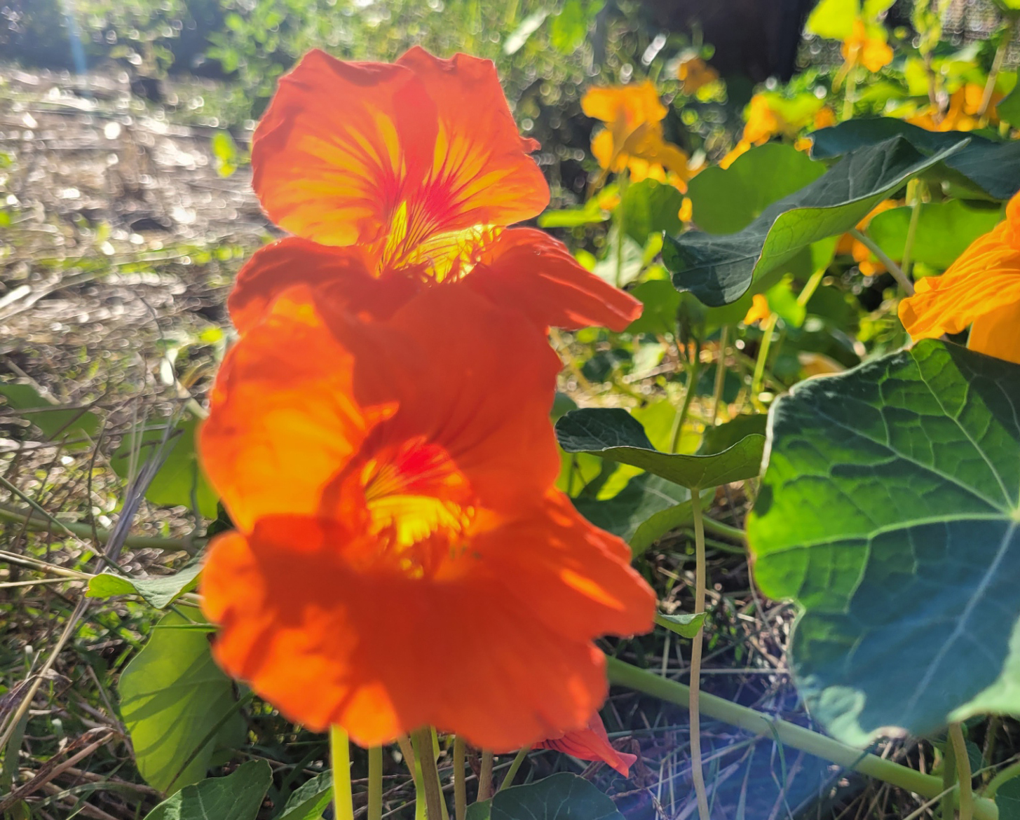 Nasturtium (Tropaeolum majus).