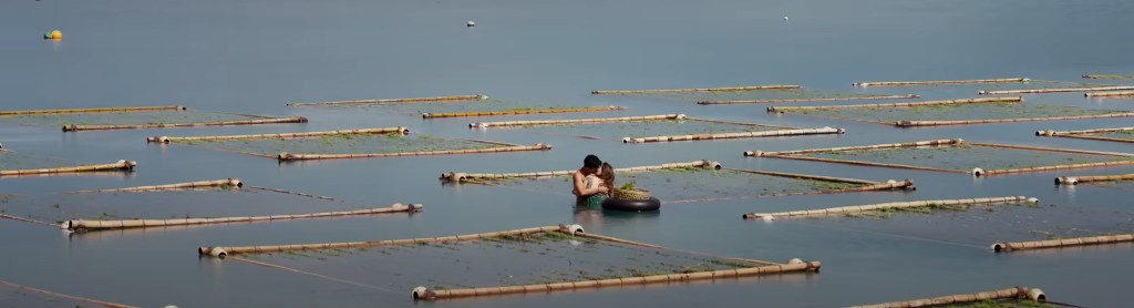 Love in the seaweed fields