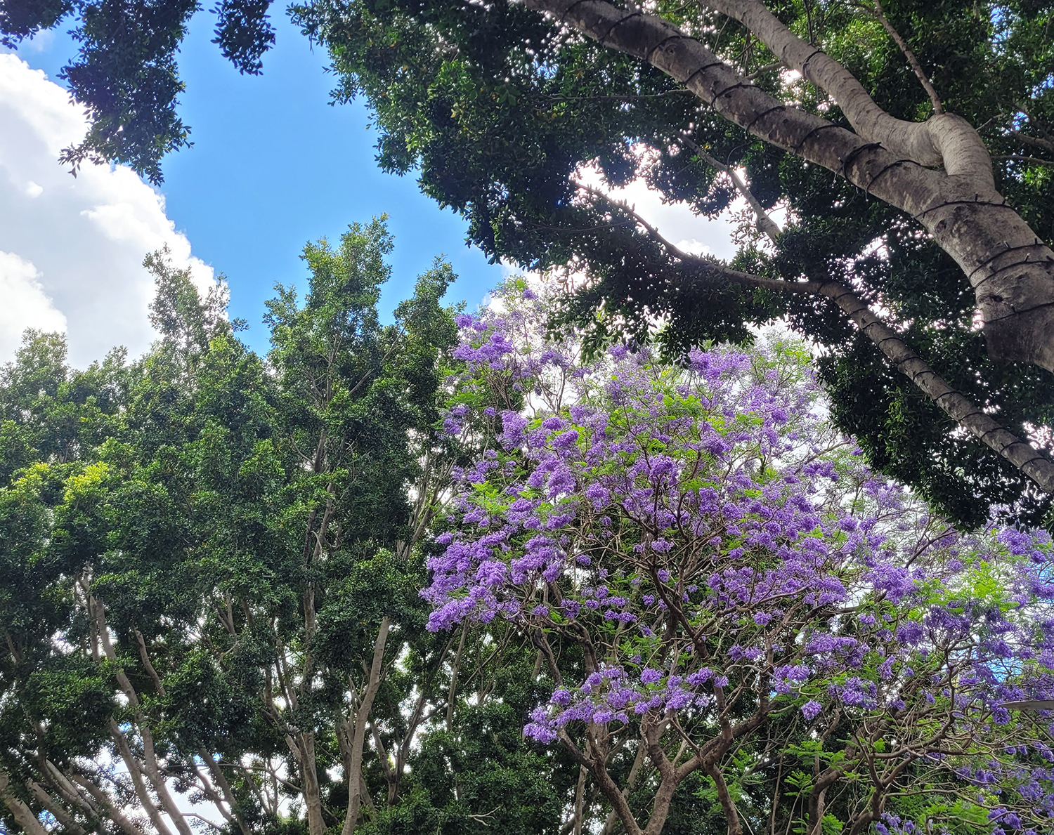 Jacarandas