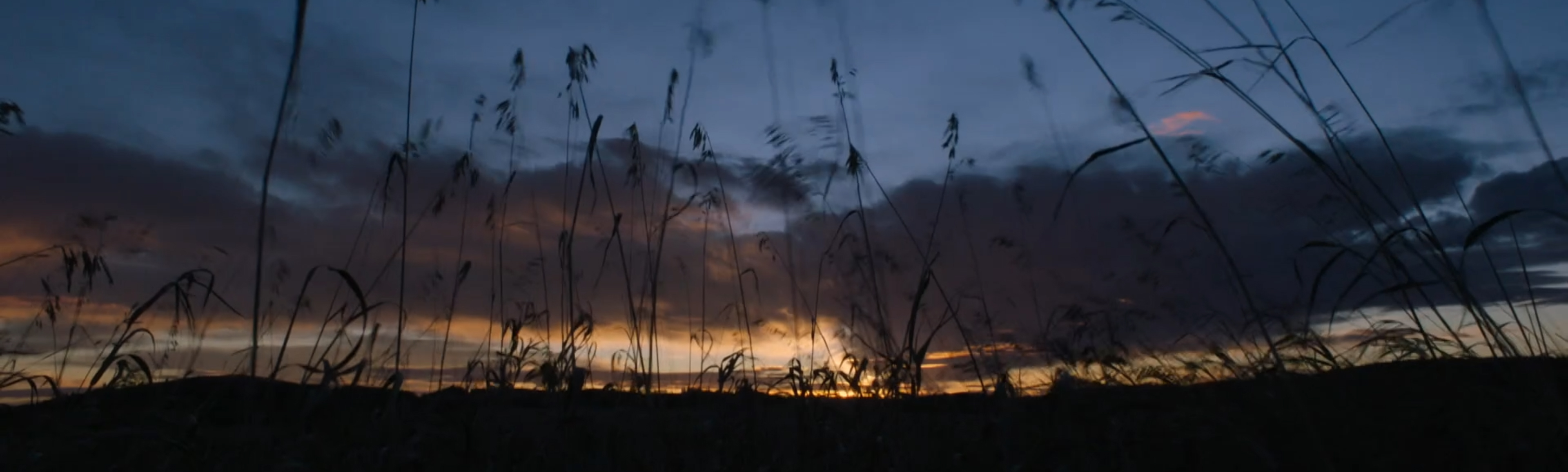 Sunset in the grass.