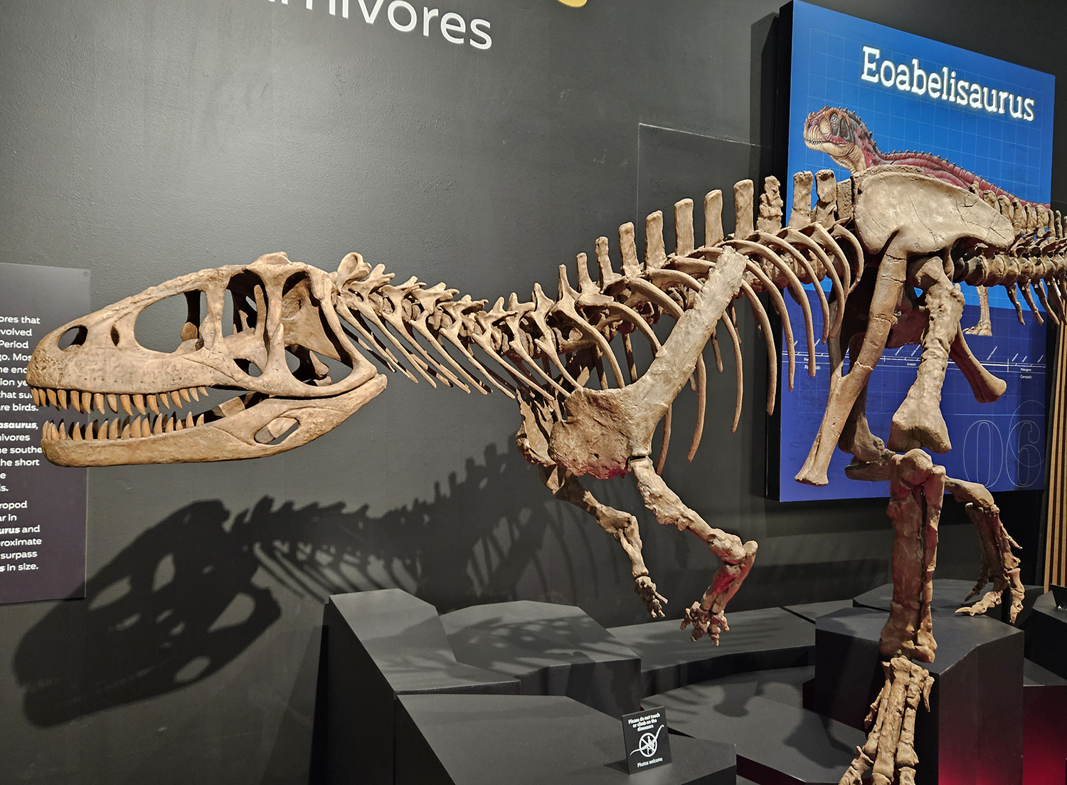 Eoabelisaurus