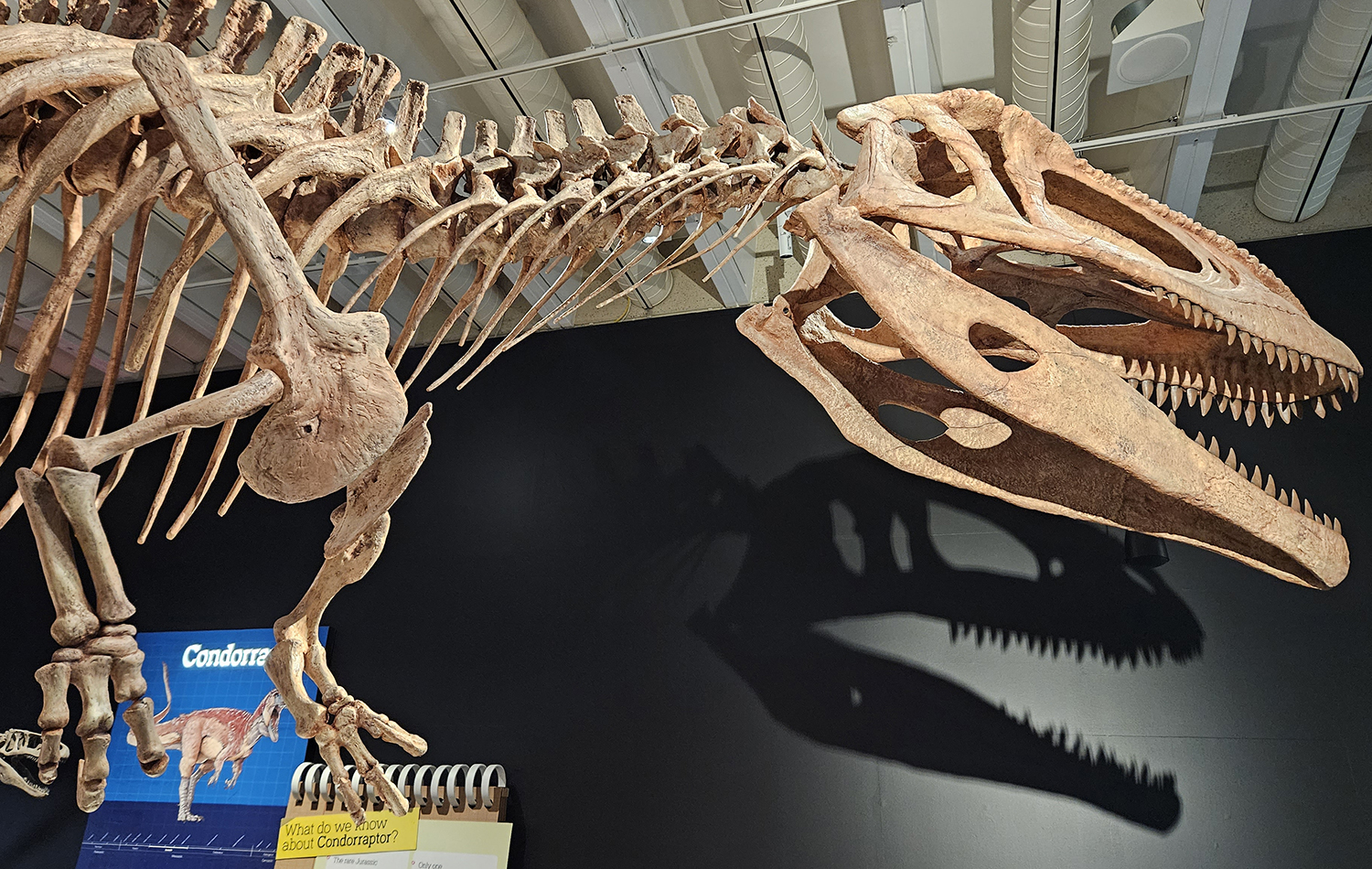 Tyrannotitan Chubutensis