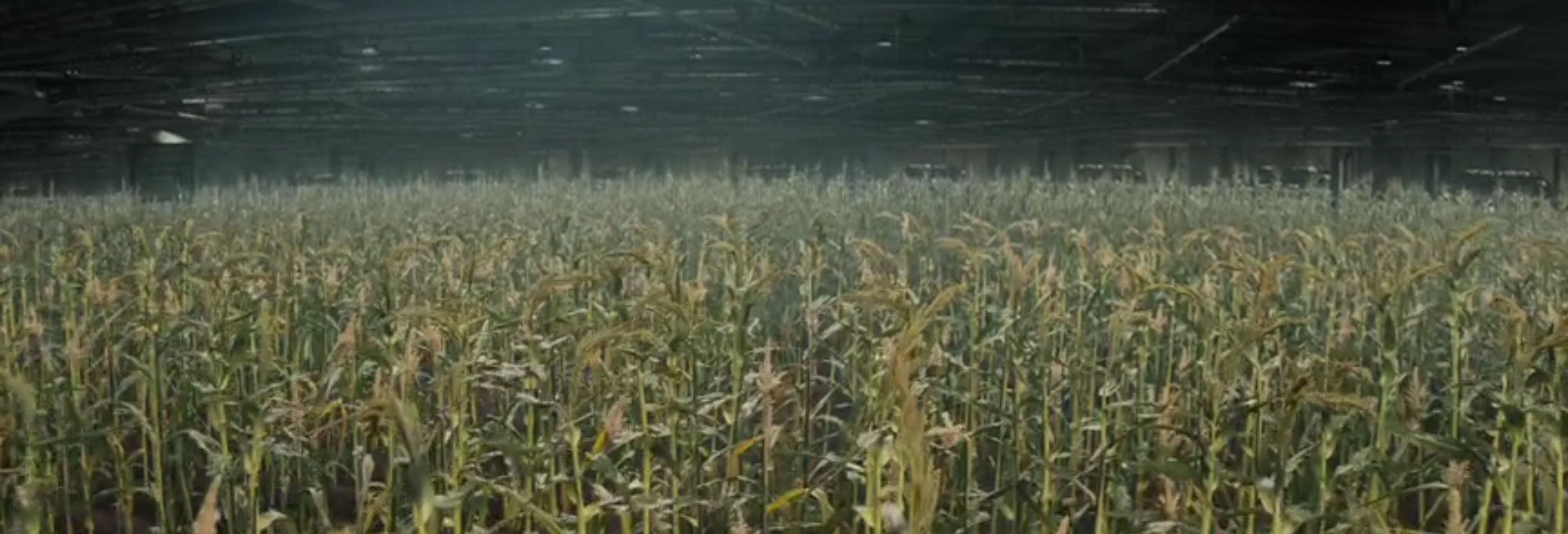 An underground corn field.