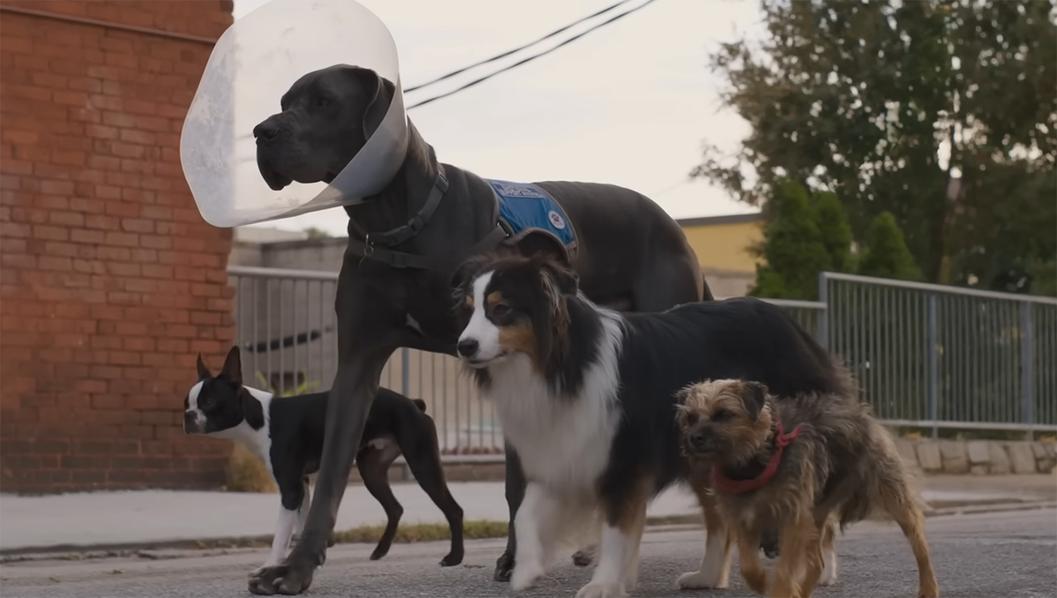 The dogs walk down the middle of the street.