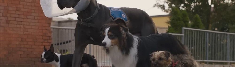 The dogs walk down the middle of the street.