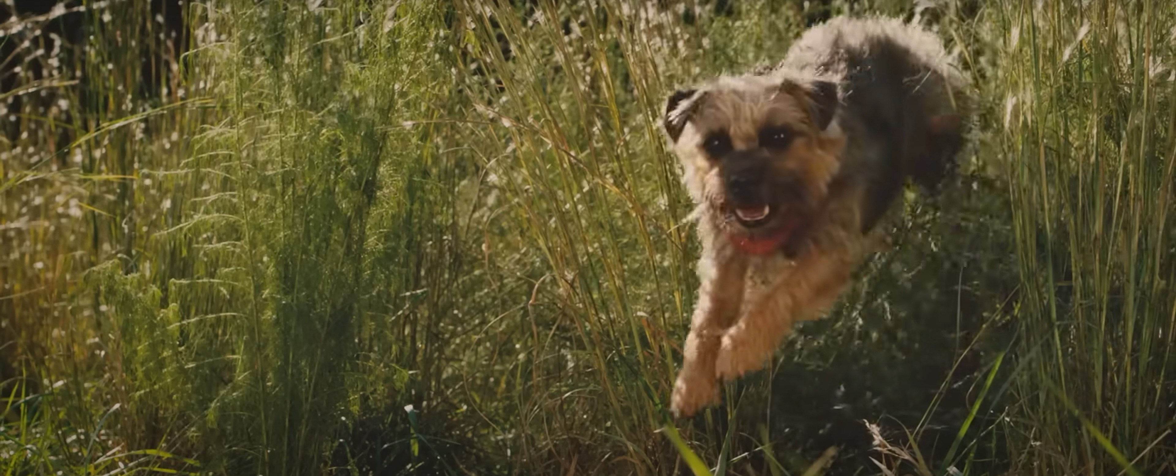Reggie jumping through grass.