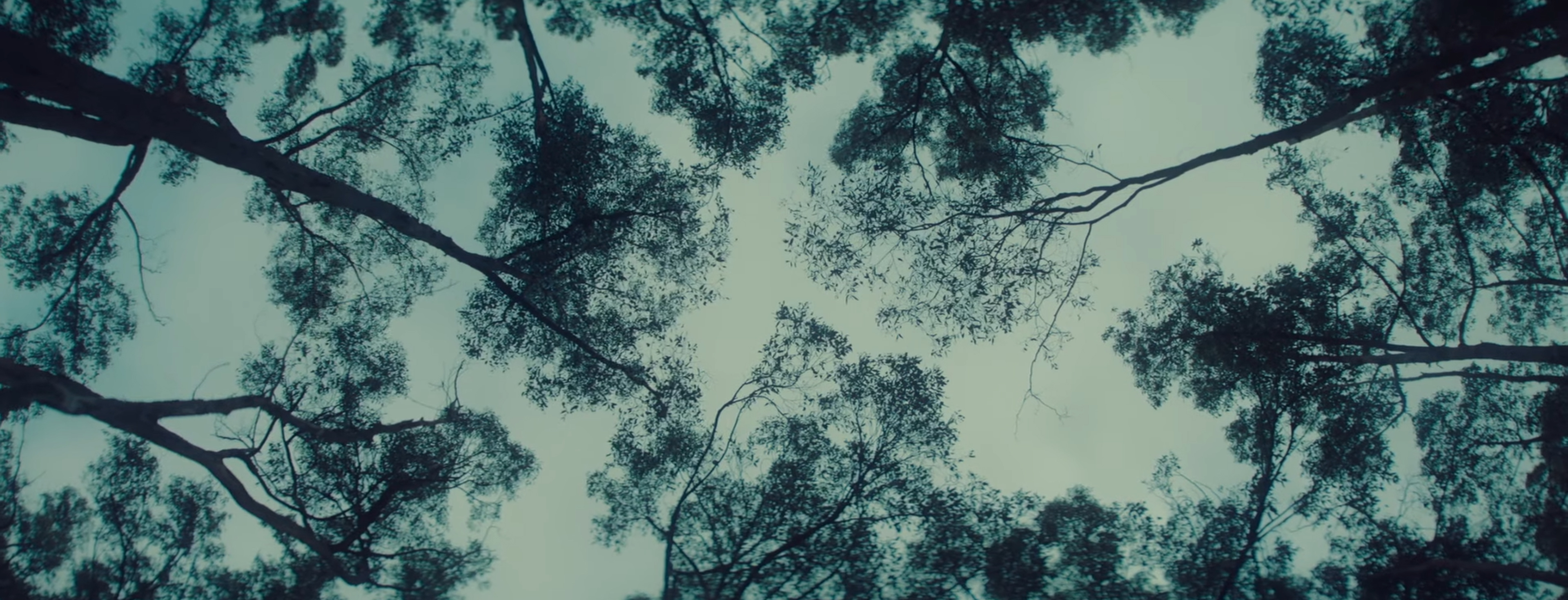 Gum trees creak overhead.