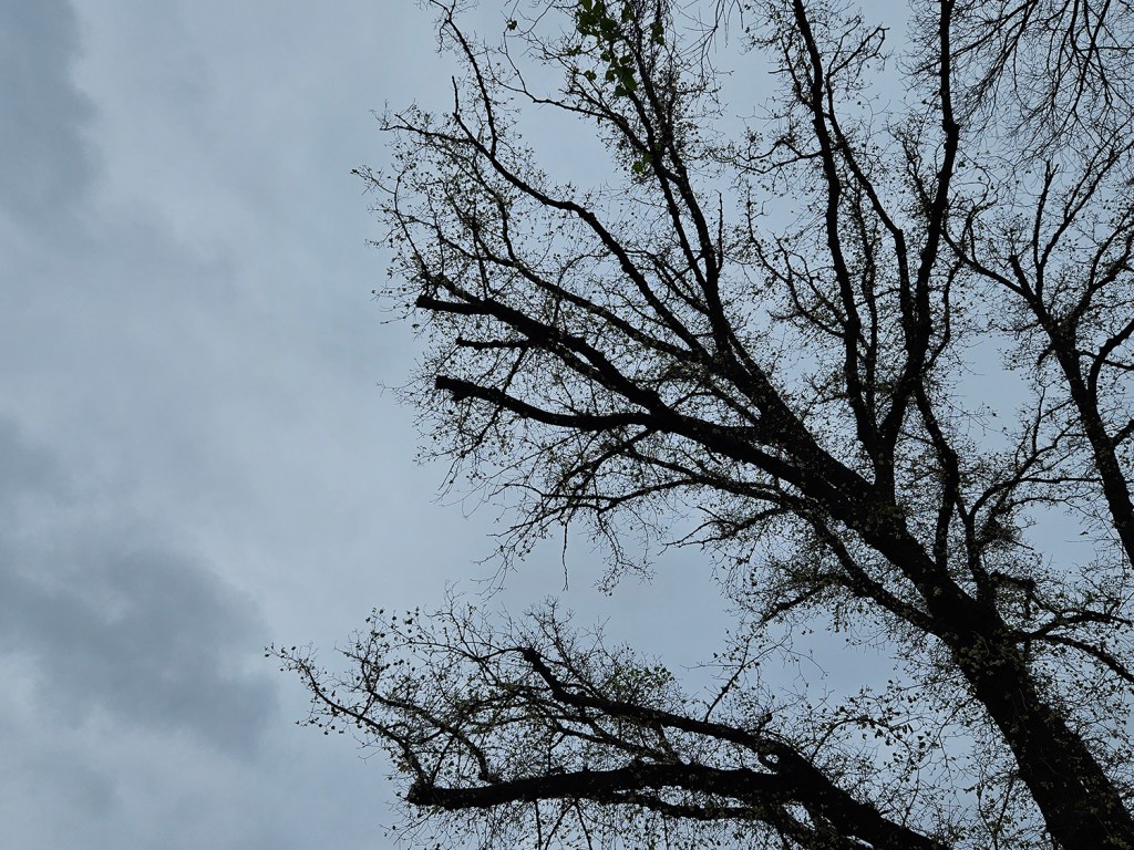 tree branches in shade
