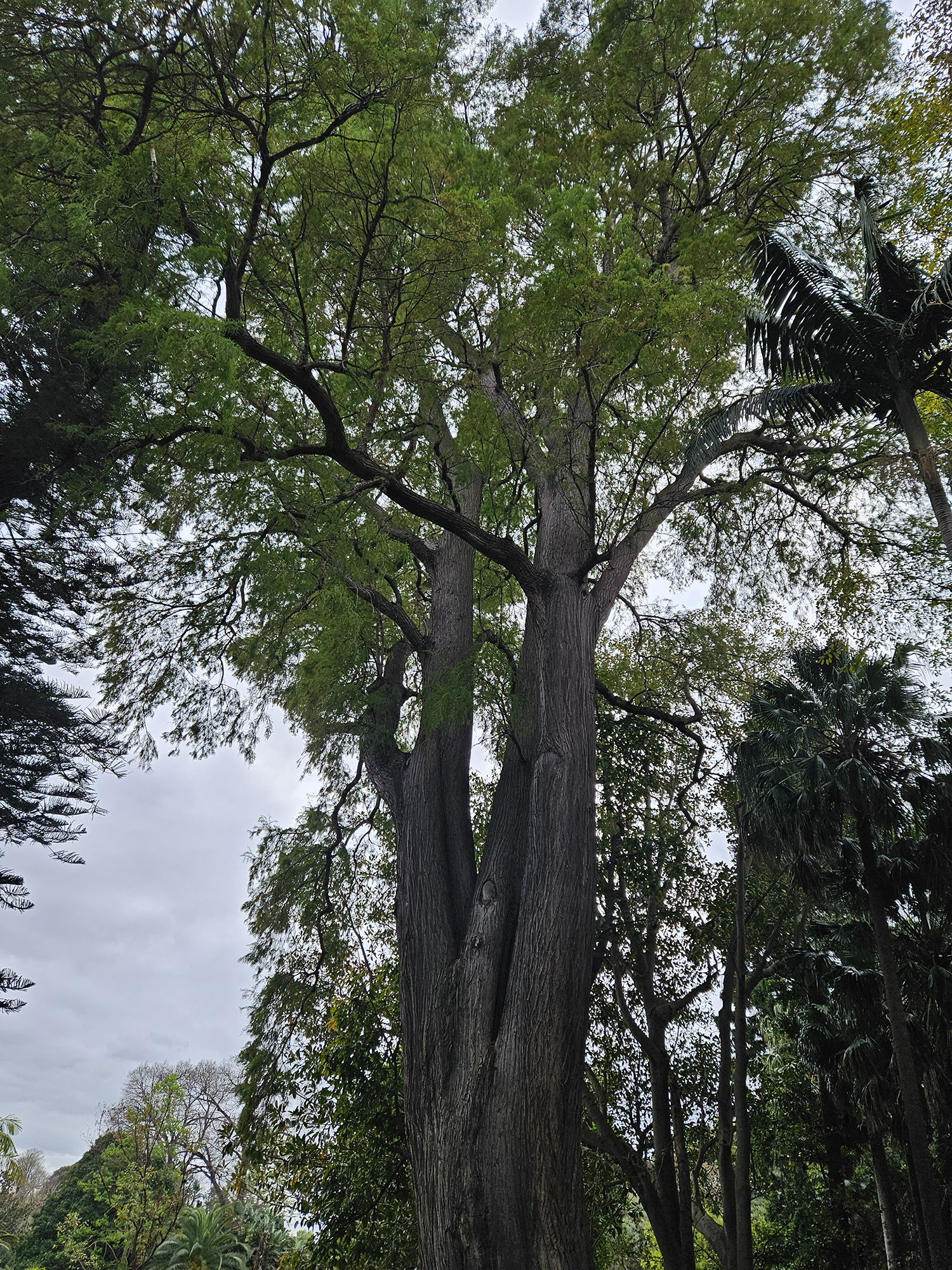 Montezuma Baldcypress (Taxodium mucronatum)
