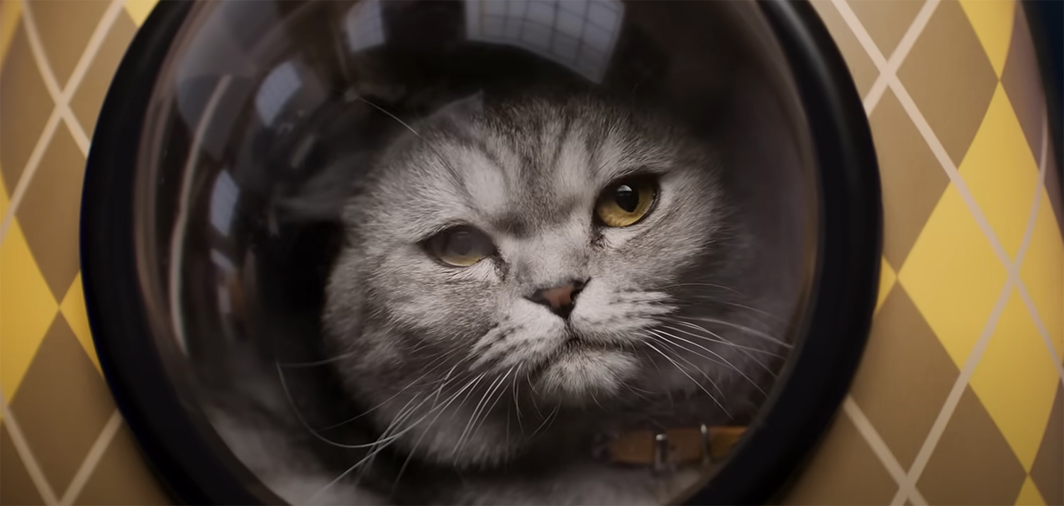 The cat in a travel container.