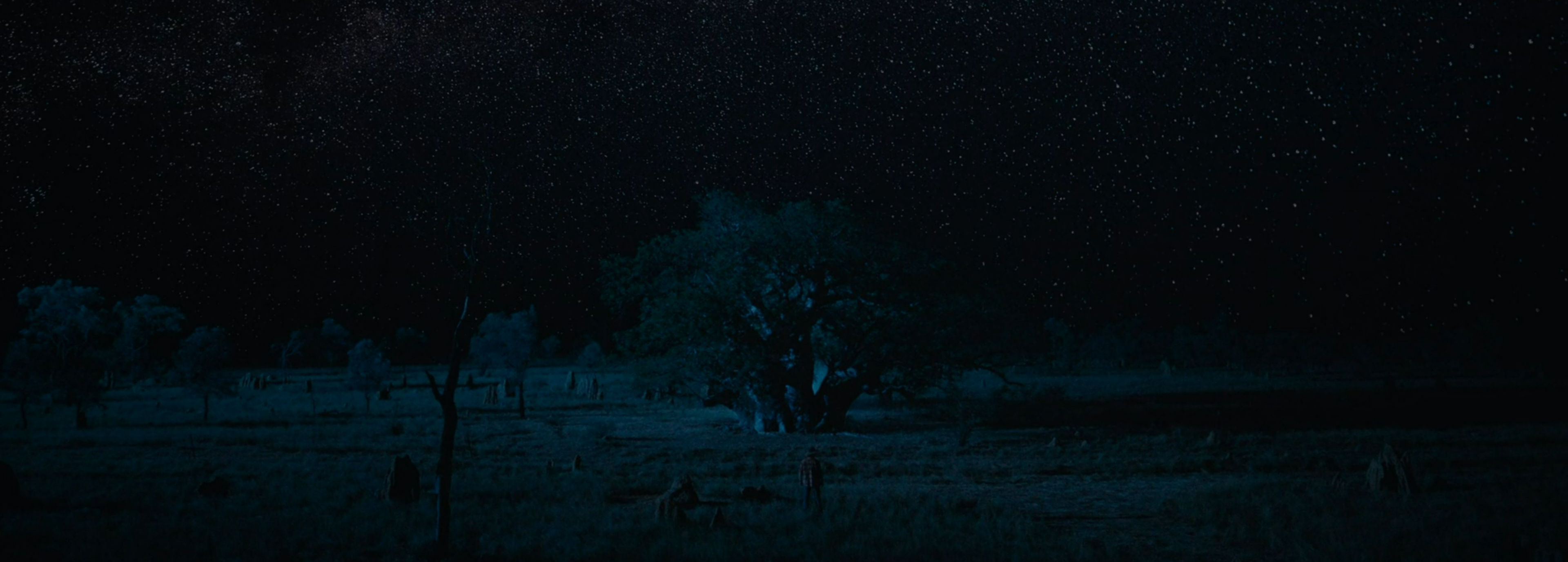 A tree in the outback at light.