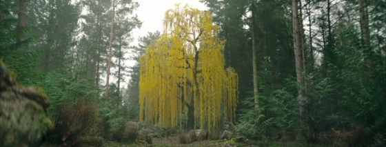 The yellow tree of Brendok.