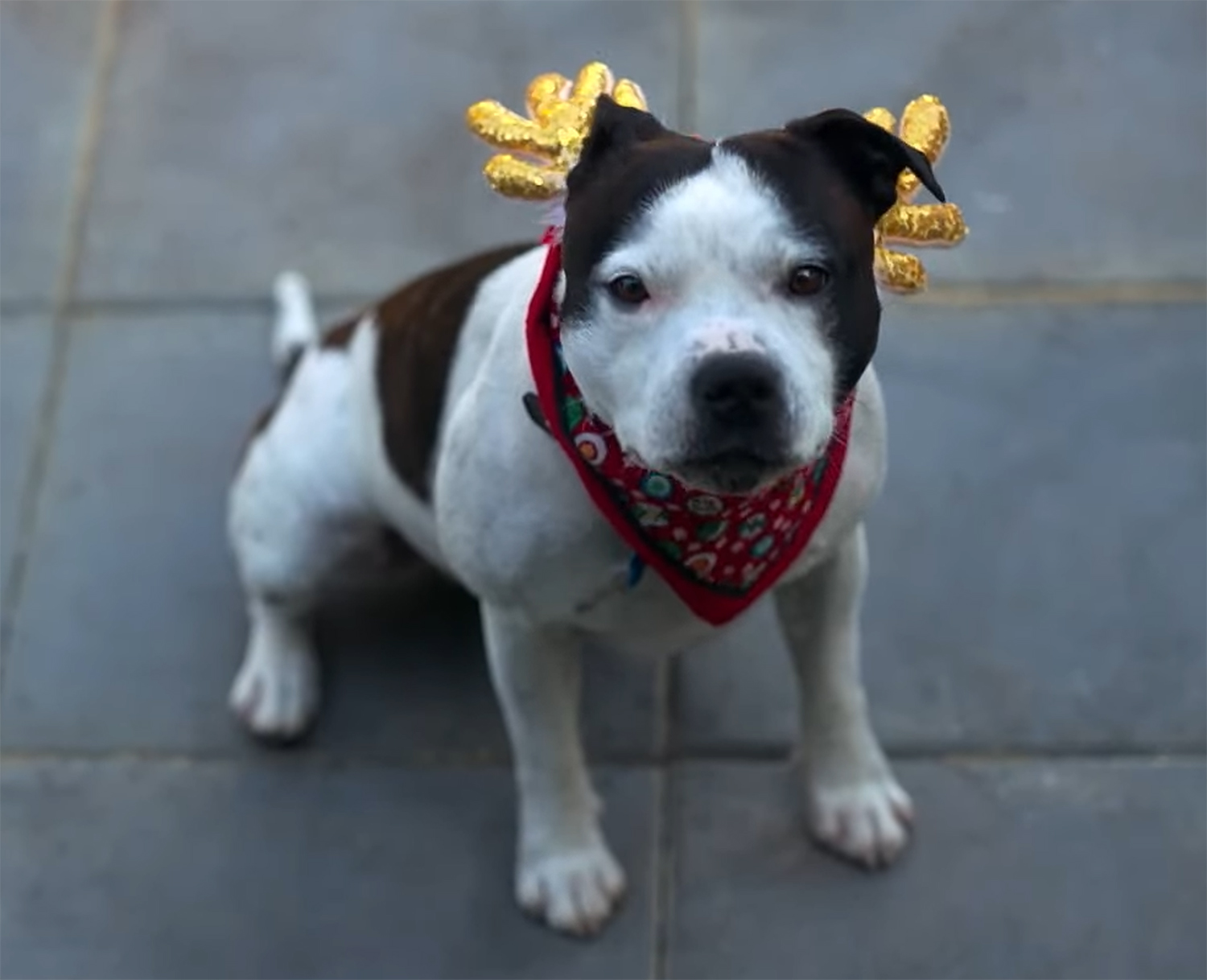 Nugget in his chirstmas outfit.