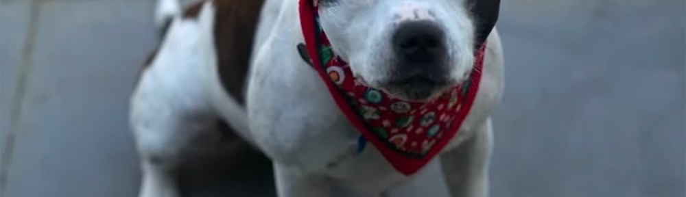 Nugget in his Christmas outfit.