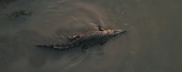A Crocodile.