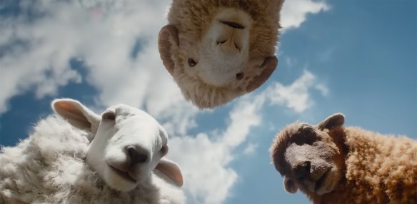 Three sheep looking down on you. 