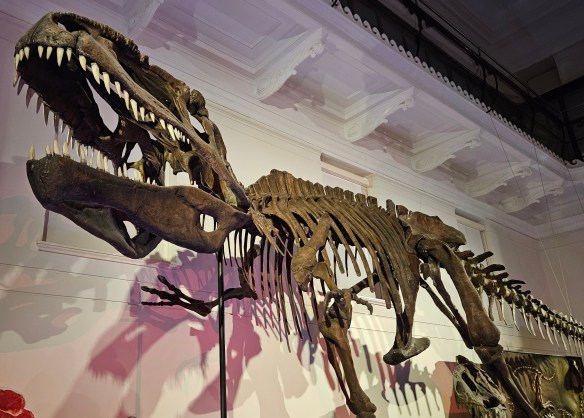 T-Rex Fossil.  