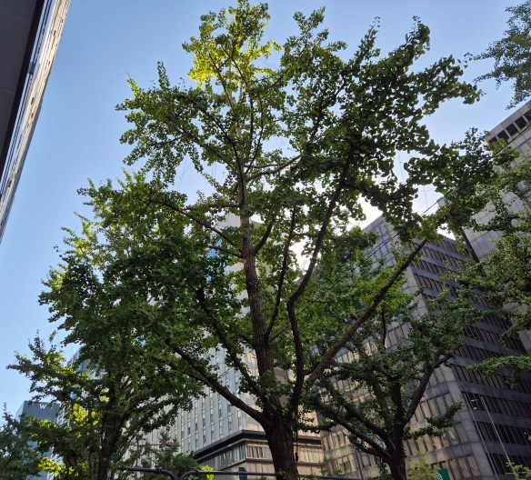 Trees in Osaka.