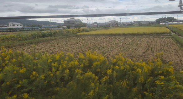 A field along the trainline from Osaka to Nara.